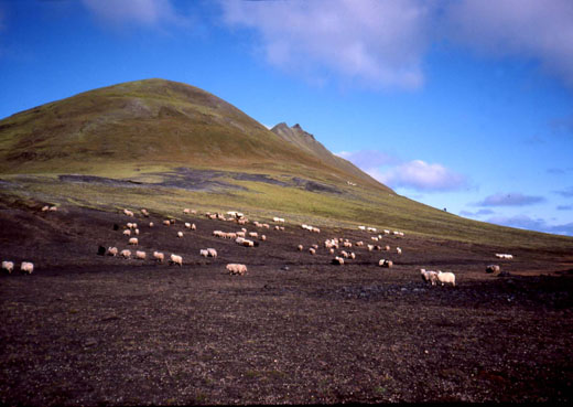 Féð við Tjörfafell 1983