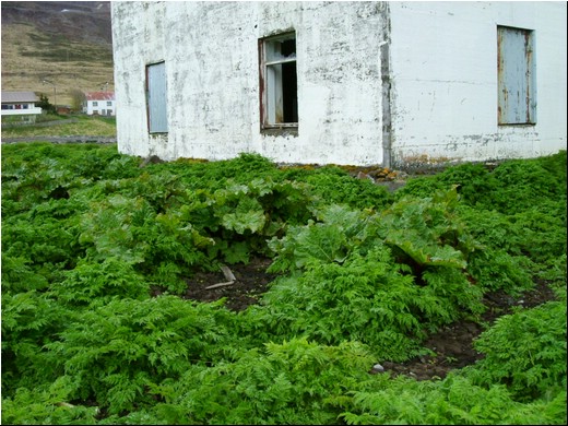 Greenn-02.JPG